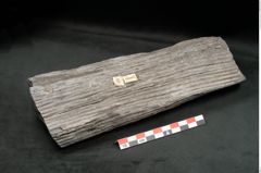 Foto (Seitenansicht) von Sigillaria elongata Brongniart (NHMW-GEO-2024-0188-11067)